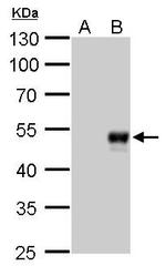 BMP-8B Antibody in Western Blot (WB)