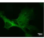 CACNB3 Antibody in Flow Cytometry (Flow)