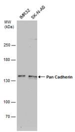 Pan-cadherin Monoclonal Antibody (GT2610)