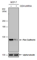 Pan-cadherin Antibody in Western Blot (WB)