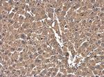 Cofilin Monoclonal Antibody (GT217)