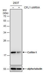 Cofilin Antibody