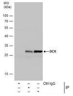 DCK Antibody in Immunoprecipitation (IP)