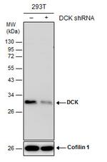 DCK Antibody in Western Blot (WB)