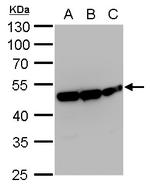 ENO1 Antibody in Western Blot (WB)