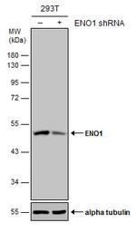 ENO1 Antibody in Western Blot (WB)