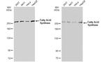 FASN Antibody in Western Blot (WB)