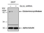Glutamine Synthetase Antibody in Western Blot (WB)