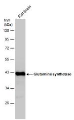 Glutamine Synthetase Antibody in Western Blot (WB)