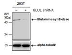 Glutamine Synthetase Antibody in Western Blot (WB)