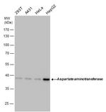 GOT1 Antibody in Western Blot (WB)