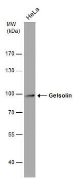 Gelsolin Antibody in Western Blot (WB)