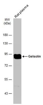 Gelsolin Antibody in Western Blot (WB)