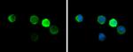 HBZ Monoclonal Antibody (GT1544)