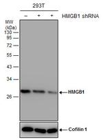HMGB1 Antibody in Western Blot (WB)