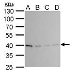 PRMT1 Antibody in Western Blot (WB)