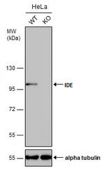 IDE Antibody in Western Blot (WB)