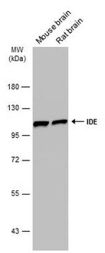 IDE Antibody in Western Blot (WB)