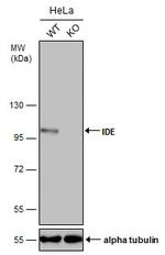 IDE Antibody in Western Blot (WB)