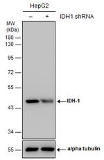 IDH1 Antibody in Western Blot (WB)