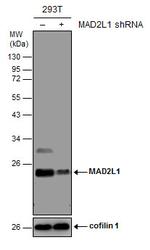MAD2 Antibody in Western Blot (WB)
