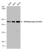 Phospho-MYH9 (Ser1943) Antibody in Western Blot (WB)