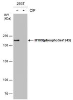 Phospho-MYH9 (Ser1943) Antibody in Western Blot (WB)