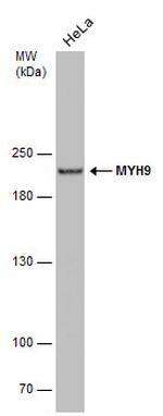 MYH9 Antibody in Western Blot (WB)