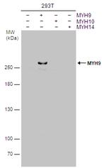 MYH9 Antibody in Western Blot (WB)