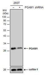 PGAM1 Antibody in Western Blot (WB)