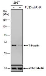 PLS3 Antibody in Western Blot (WB)