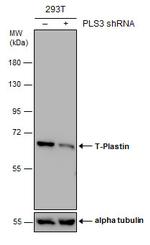 PLS3 Antibody in Western Blot (WB)