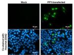 PPY Monoclonal Antibody (GT327)