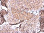 PPY Antibody in Immunohistochemistry (Paraffin) (IHC (P))