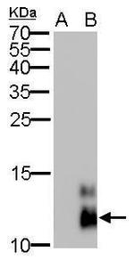PPY Antibody in Western Blot (WB)