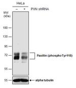 Phospho-Paxillin (Tyr118) Antibody in Western Blot (WB)