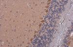 RHEB Antibody in Immunohistochemistry (Paraffin) (IHC (P))