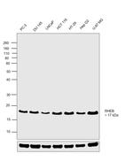 RHEB Antibody in Western Blot (WB)