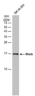 RHEB Antibody in Western Blot (WB)