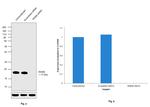 RHEB Antibody in Western Blot (WB)