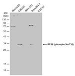 Phospho-S6 (Ser235) Antibody in Western Blot (WB)