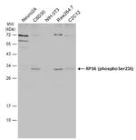 Phospho-S6 (Ser235) Antibody in Western Blot (WB)
