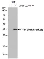 Phospho-S6 (Ser235) Antibody in Western Blot (WB)