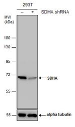 SDHA Antibody in Western Blot (WB)