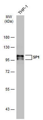 SP1 Antibody in Western Blot (WB)