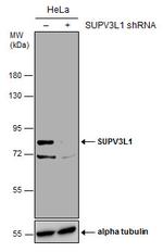 SUPV3L1 Antibody in Western Blot (WB)