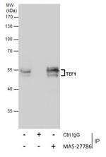 TEF1 Antibody in Immunoprecipitation (IP)