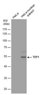 TEF1 Antibody in Western Blot (WB)