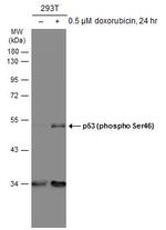 Phospho-p53 (Ser46) Antibody in Western Blot (WB)
