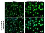 Phospho-p53 (Ser46) Antibody in Immunocytochemistry (ICC/IF)